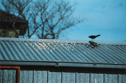 BirdRoofSm