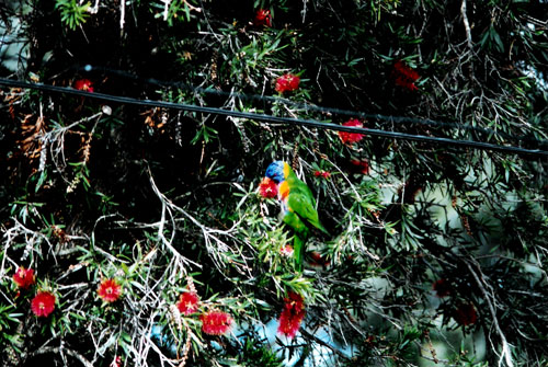 Rosella1Sm